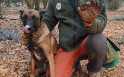 Curso de adiestramiento canino