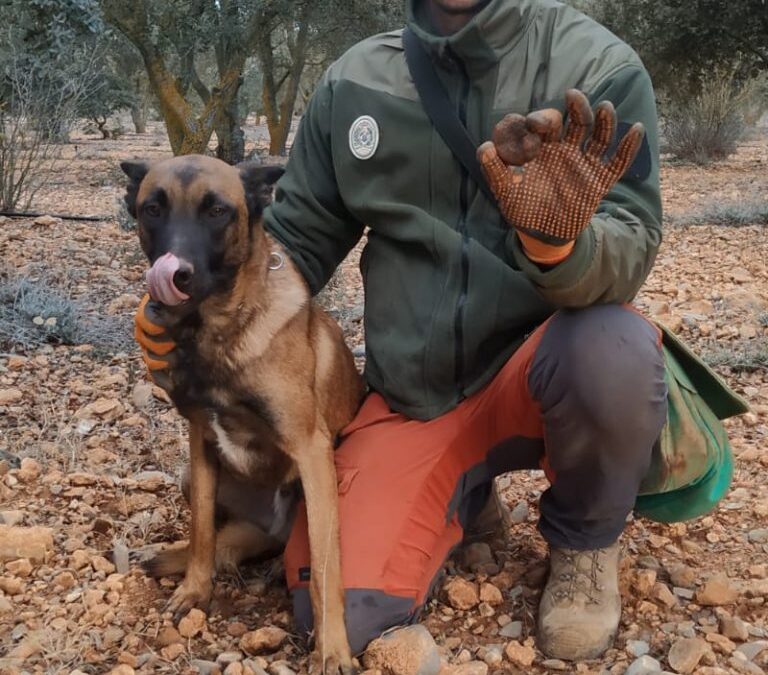 Curso de adiestramiento canino